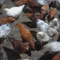 ۲۰۰ تا مرغ ۲۰۰ تا خروس