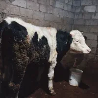 گوساله نر سیمینتال تقریباً 360 الی 370کیلویی|حیوانات مزرعه|سراب, |دیوار