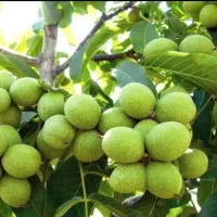 گردو|گل و گیاه طبیعی|سیرجان, |دیوار