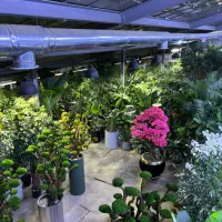 نیروی ساده ی گلخانه