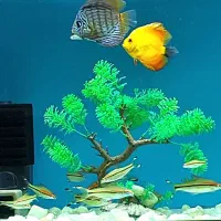 ماهی ردلاین و دیسکس