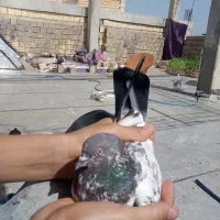 کبوتر