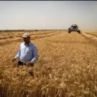 گندم مهرگان درجه یک