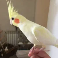 آلبینو .لوتینو .مرواریدی|پرنده|ری, ولی آباد|دیوار