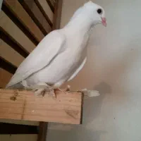 جفت کبوتر زینتی سفید کاکل پاپر چنگ موشی