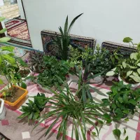 گل وگلدان|گل و گیاه طبیعی|بانه, |دیوار