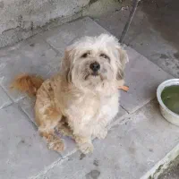 سگ اشپیتز نر