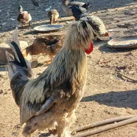 خروس|حیوانات مزرعه|ماسال, |دیوار