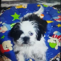 توله سگ شیتزو