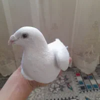 کفتر|پرنده|تربت‌حیدریه, منظر|دیوار