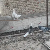 کبوترپرشی|پرنده|ساوه, |دیوار