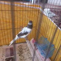 قناری نر در حال اماده|پرنده|آران و بیدگل, |دیوار