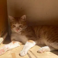 گربه گمشده|گربه|اردبیل, |دیوار