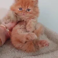 پرشین گارفیلدی ماده