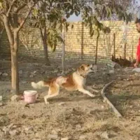 واگذاری سگ گله و نگهبان|سگ|مشهد, شهرک صنعتی توس|دیوار