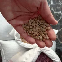 حبوبات لوبیاچیتی، عدس|خوردنی و آشامیدنی|نسیم‌شهر, |دیوار