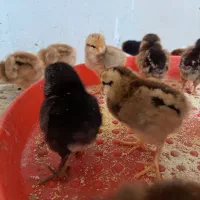 جوجه پنجاه تومان
