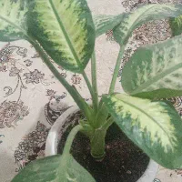 یک عدد پتوس و یک عدد دیفین باخیا