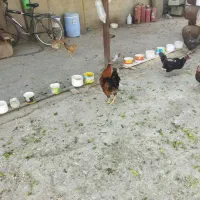 خروس محلی و گلین|حیوانات مزرعه|رباط‌کریم, رباط‌کریم|دیوار