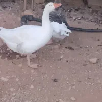 غازیک جفت نر وماده|حیوانات مزرعه|یاسوج, |دیوار