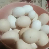 تخم مرغ
