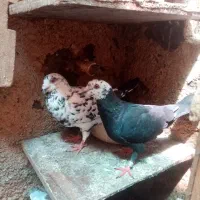 کفتر جوجه سوسکی بزک و اقون