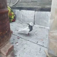 کبوتر طوقی|پرنده|سنندج, |دیوار