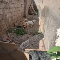 کوتوله شیتزو