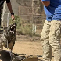 مربی و تربیت کننده سگهای گارد و نگهبان