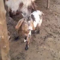 بز با کهره