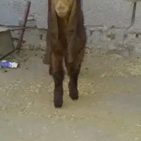 بیگ و بز نر افغانی