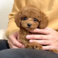 توی پودل رد لایت