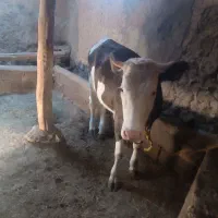 گوساله پای کل سیمینتال اصل