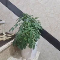 تعدادی گل زیبا