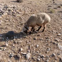 میش،ترکی