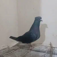 اشعل کوهی دم سفید