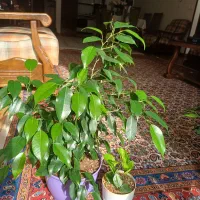 یکعدد گیاه بنجامین و یکعد زاموفیلیا|گل و گیاه طبیعی|تهران, کوی بیمه|دیوار