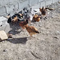 جوجه|حیوانات مزرعه|کرمانشاه, |دیوار