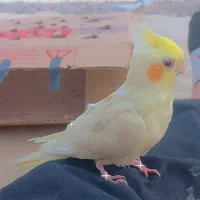 جفت عروس هلندی