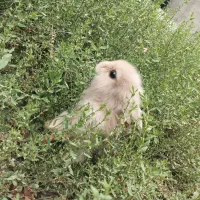 خرگوش