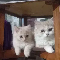 پرشین مادروپسر