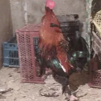 خروس درشت هیکلی تنومند جوان نطفه دار