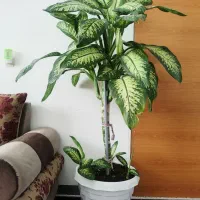 گل دیفن|گل و گیاه طبیعی|بانه, |دیوار