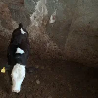 گوساله مونت