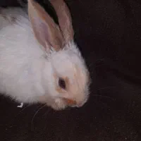 خرگوش|موش و خرگوش|باغ بهادران, |دیوار