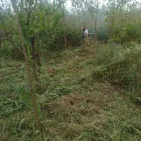 علفزنی.لی زنی.تمشک زنی|خدمات باغبانی و درختکاری|بندر انزلی, امامزاده|دیوار