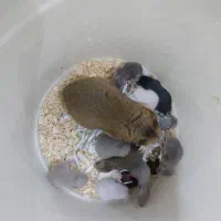 همستر بهترین رنگ ۳۰ دونه|موش و خرگوش|مشهد, بهاران|دیوار