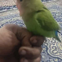 کوتوله فول رام|پرنده|کرمان, |دیوار