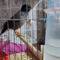 مرغ مینا نر|پرنده|اقبالیه, |دیوار