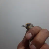 سهره سقا|پرنده|کرمان, |دیوار